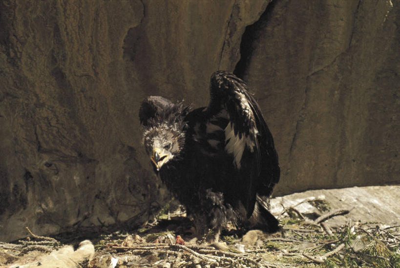 无人,坐,横图,室外,白天,野生动物,鹰,科学,鸟类,自然,动物,摄影,环境,生物学,彩图,动物学