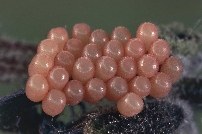 无人,横图,室外,白天,科学,昆虫,自然,摄影,环境,生物学,节肢动物,卵,彩图,动物学,半翅目