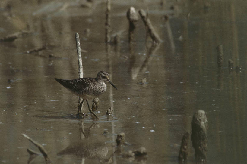 无人,横图,室外,白天,侧面,水,芦苇,野生动物,意大利,涉水,科学,鸟类,鸟巢,自然,动物,摄影,环境,水禽,生物学,南欧,矶鹞,矶鹬,自然地理,步行,彩图,动物学