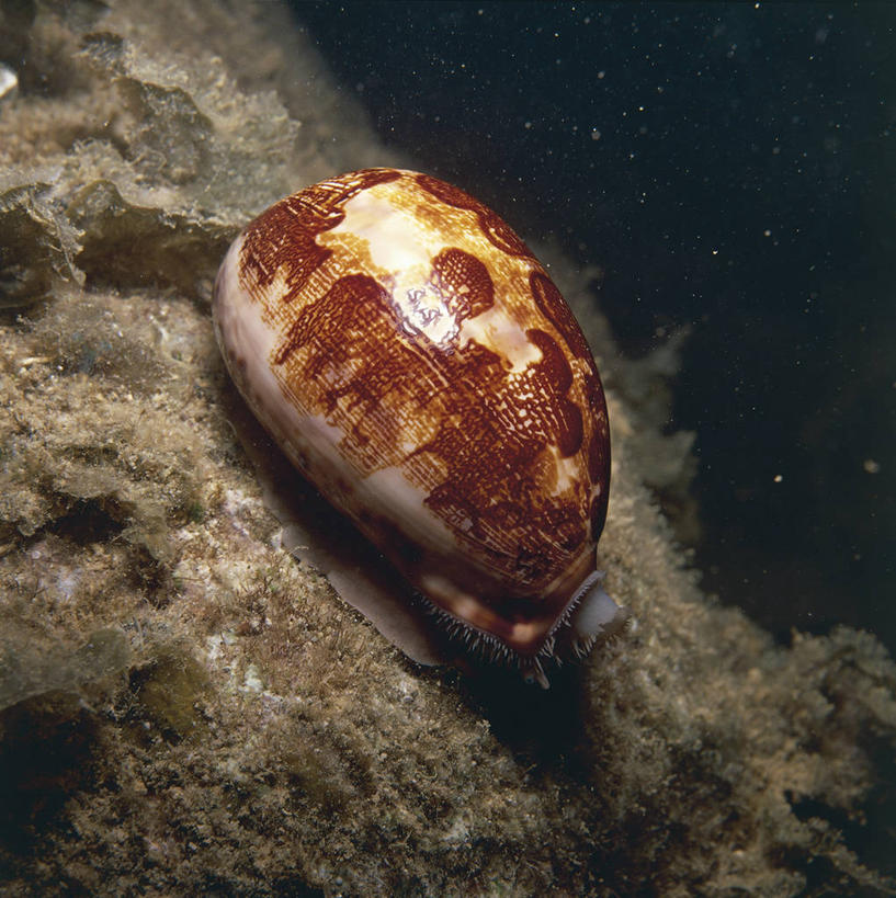无人,竖图,方图,室外,海底,水下,美景,野生动物,贝壳,科学,蜗牛,斑点,景观,褐色,无脊椎动物,自然,动物,景色,摄影,软体动物,环境,生物学,自然风光,海蜗牛,式样,紫贝,彩图,动物学