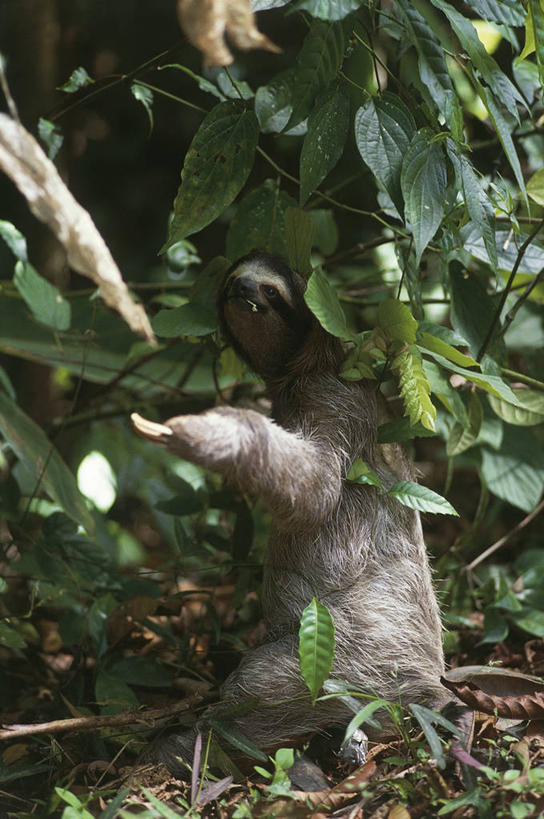 无人,竖图,室外,白天,森林,哺乳动物,野生动物,叶子,巴拿马,科学,树,自然,动物,摄影,环境,生物学,三趾树懒,树懒,彩图,动物学