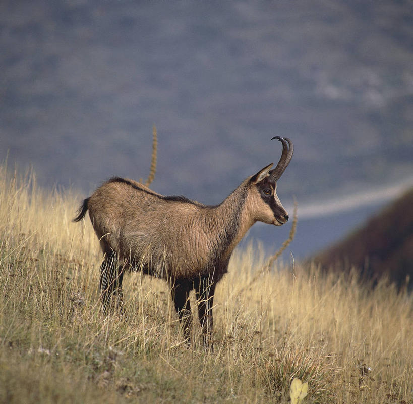 无人,站,横图,方图,室外,白天,侧面,山,哺乳动物,野生动物,意大利,科学,羚羊,自然,动物,摄影,环境,生物学,国家公园,南欧,偶蹄目,拉奇奥,彩图,动物学,岩羚羊