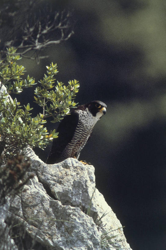 无人,坐,竖图,室外,白天,野生动物,科学,鸟类,自然,动物,摄影,环境,生物学,猎鹰,机敏,游隼,岩石,彩图,动物学