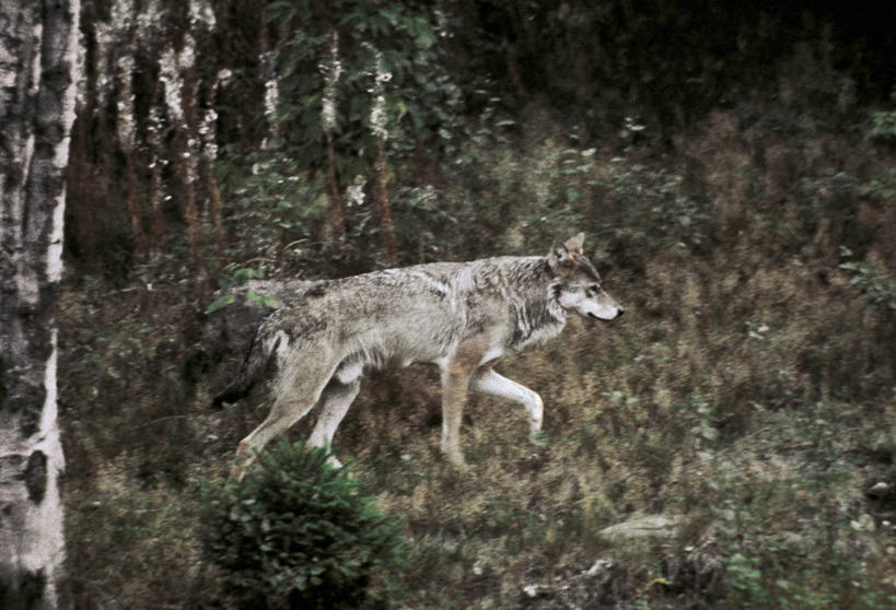 无人,横图,室外,白天,侧面,森林,哺乳动物,狼,野生动物,德国,科学,树,自然,动物,摄影,环境,生物学,国家公园,野狗,中欧,步行,彩图,动物学,郊野公园