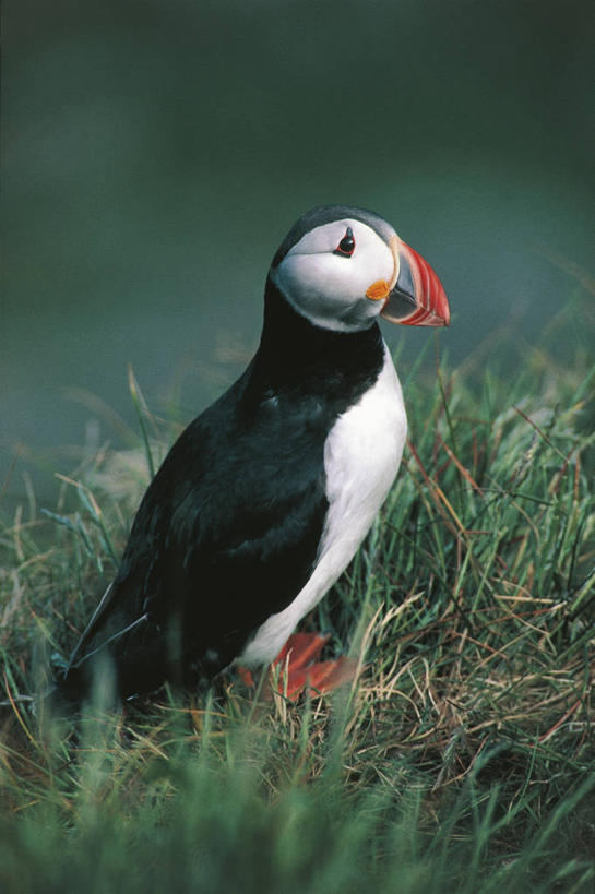 无人,竖图,室外,白天,侧面,海鸟,鸟,野生动物,挪威,科学,鸟类,草,自然,动物,可爱,摄影,活泼,环境,生物学,角嘴海雀,斯堪狄纳维亚半岛,海雀,海鸦,彩图,动物学