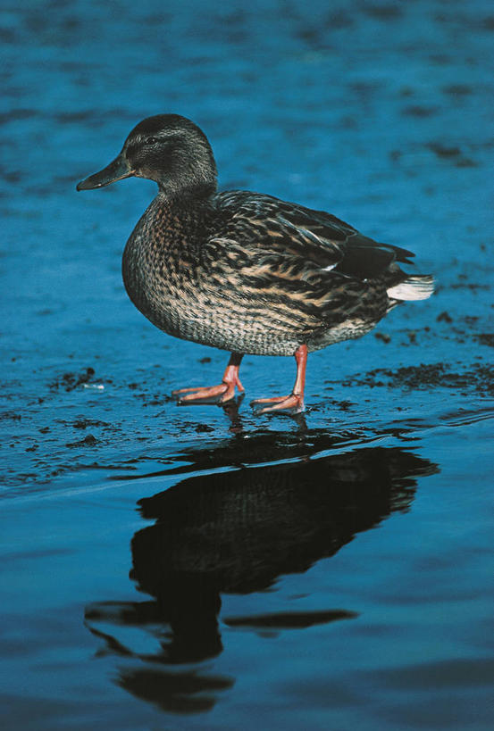 无人,站,竖图,室外,白天,侧面,水,野生动物,反射,科学,鸟类,鸭子,池塘,河岸,水边,自然,动物,摄影,环境,生物学,野鸭,彩图,动物学
