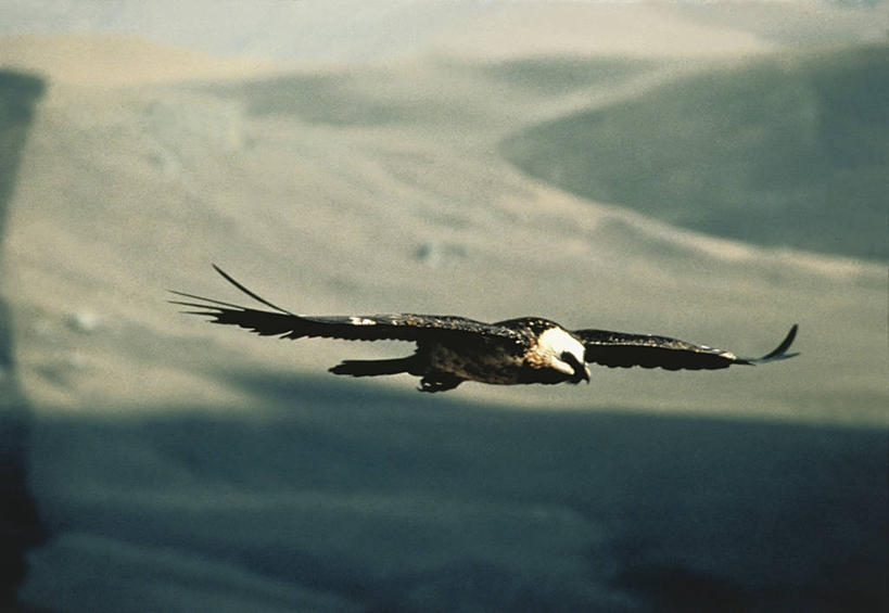 西方人,无人,横图,室外,白天,鸟,野生动物,欧洲,非洲,南非,黑人,欧洲人,科学,翅膀,鸟类,秃鹫,飞,自然,动物,摄影,环境,生物学,凶猛,残暴,凶残,非洲人,座山雕,秃鹰,狗头鹫,彩图,动物学