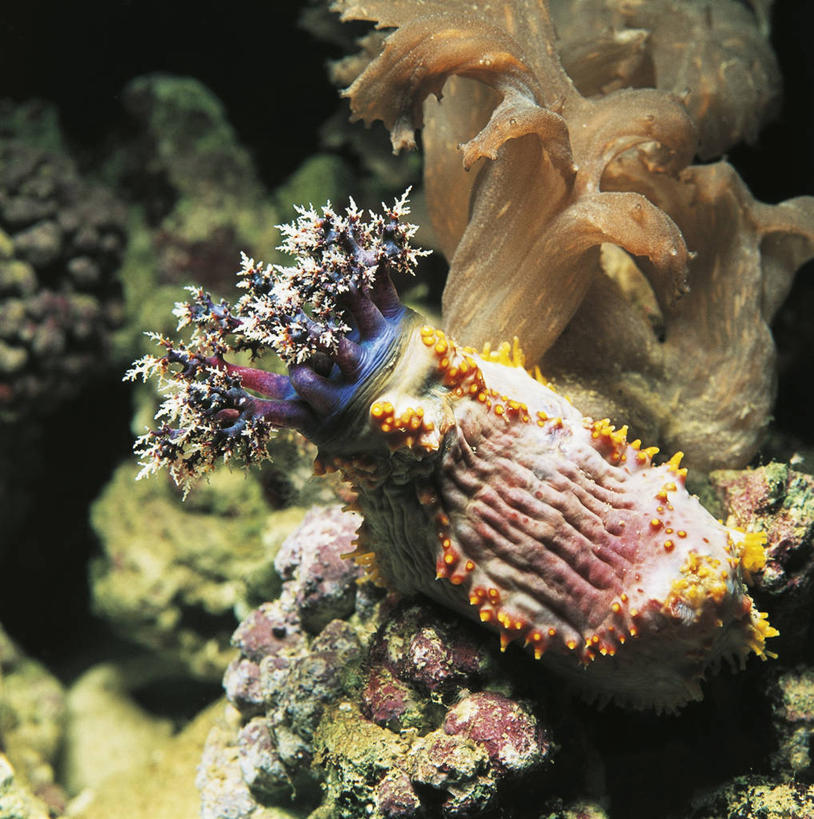 无人,竖图,方图,室外,白天,水下,野生动物,科学,海蛞蝓,贝类,海洋生物,无脊椎动物,自然,动物,摄影,软体动物,海参,海兔,环境,生物学,水生动物,水生物,伪装,棘皮动物,海底动物,海兔螺,彩图,动物学