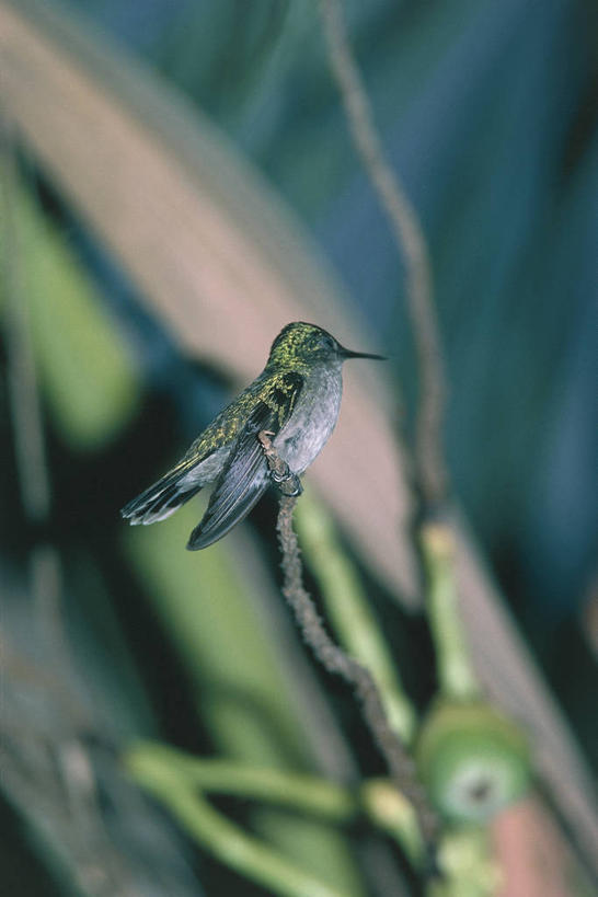 无人,竖图,室外,白天,蜂鸟,野生动物,科学,鸟类,自然,动物,摄影,栖息,环境,生物学,热带鸟,彩图,动物学