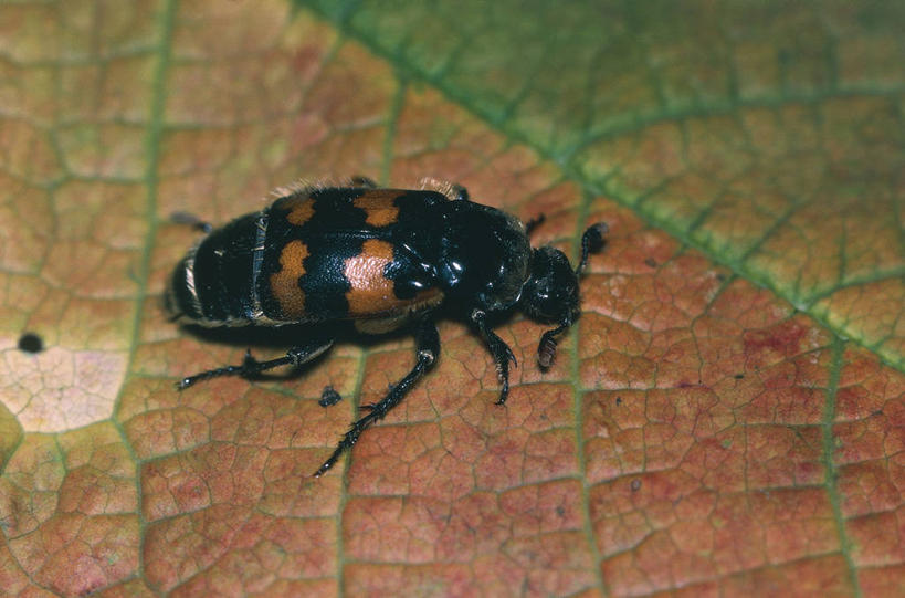 无人,横图,室外,白天,野生动物,叶子,科学,昆虫,天牛,自然,动物,摄影,环境,生物学,甲虫,节肢动物,埋葬虫,叶脉,彩图,动物学