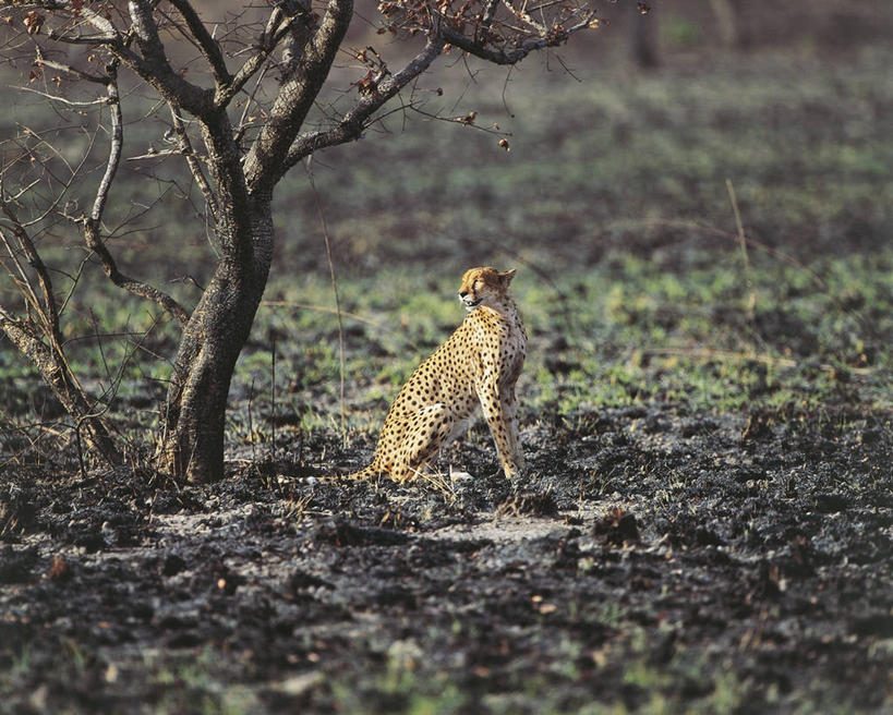 无人,坐,横图,室外,白天,侧面,哺乳动物,野生动物,非洲,布基纳法索,科学,树,自然,动物,放松,摄影,环境,生物学,国家公园,猫科动物,西非,自然地理,猎豹,彩图,动物学,郊野公园