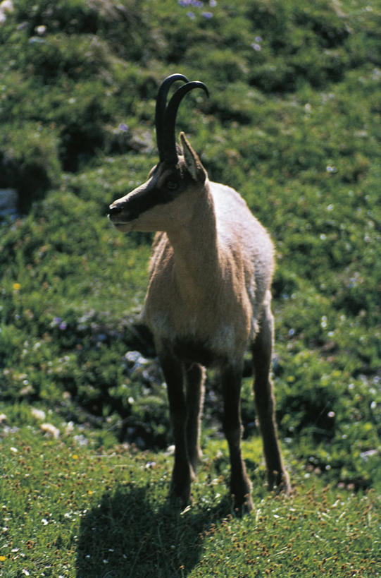 无人,站,竖图,室外,白天,草地,哺乳动物,野生动物,科学,羚羊,田地,自然,动物,摄影,环境,生物学,偶蹄目,彩图,动物学,岩羚羊