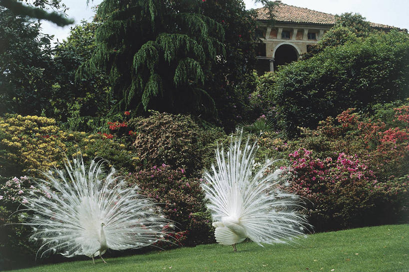 无人,植物园,横图,室外,白天,骄傲,湖,孔雀,野生动物,意大利,科学,鸟类,草,花,白色,自然,动物,两只,摄影,环境,散开,生物学,国家公园,南欧,马祖尔湖,热带鸟,白孔雀,自然地理,彩图,动物学