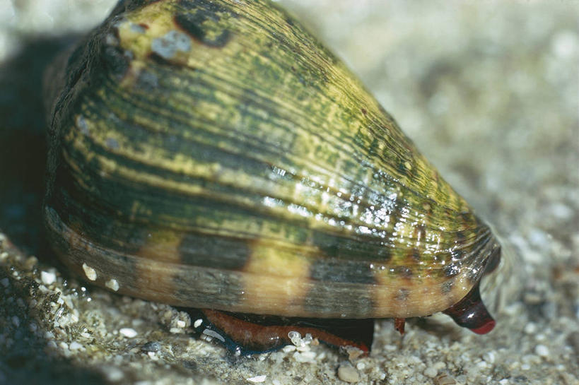 无人,横图,室外,特写,野生动物,贝壳,科学,无脊椎动物,自然,动物,摄影,软体动物,环境,生物学,彩图,动物学