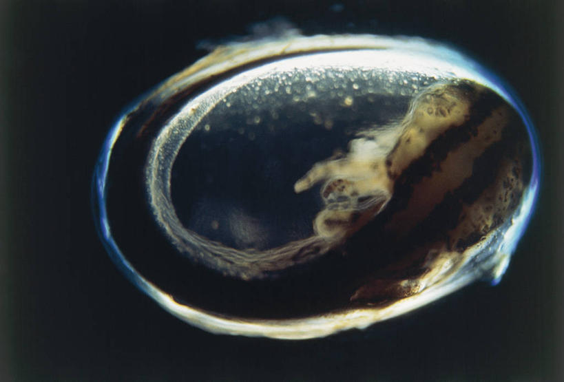 无人,横图,室外,白天,野生动物,科学,自然,动物,摄影,环境,生物学,改变,幼虫,蝾螈,火蜥蜴,开端,彩图,动物学