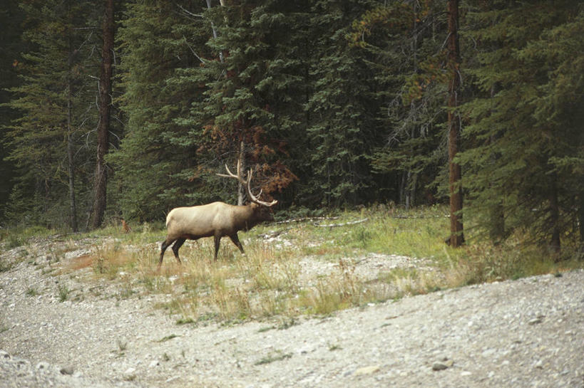 无人,横图,室外,白天,侧面,森林,山脉,哺乳动物,鹿,野生动物,美国,加拿大,科学,树,自然,动物,可爱,摄影,活泼,环境,生物学,鹿角,偶蹄目,洛矶山脉,加拿大马鹿,马鹿,彩图,独处,动物学