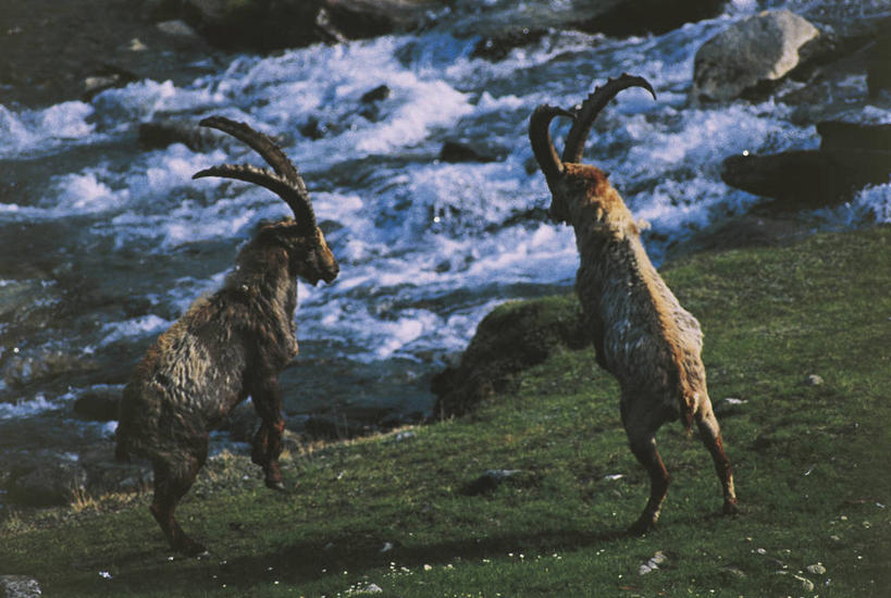 无人,横图,室外,白天,竞争,山脉,哺乳动物,野生动物,羊,意大利,科学,自然,动物,两只,可爱,力量,摄影,活泼,环境,生物学,国家公园,威胁,南欧,打斗,偶蹄目,阿尔卑斯山脉,野山羊,敌对,支配,悬羊,大帕拉迪索国家公园,山羊,彩图,西伯利亚北山羊,动物行为,动物学