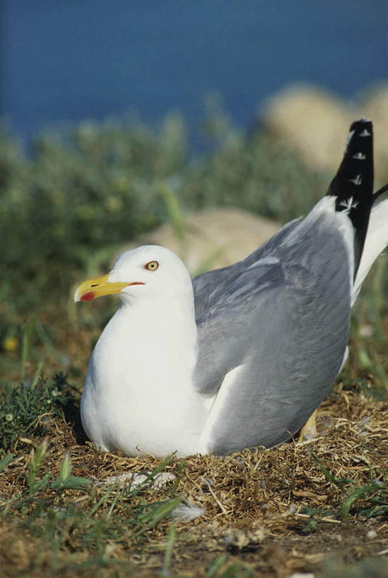 无人,坐,竖图,室外,白天,海鸥,野生动物,科学,鸟类,鸟巢,自然,动物,思考,摄影,环境,生物学,黑脊鸥,彩图,动物学