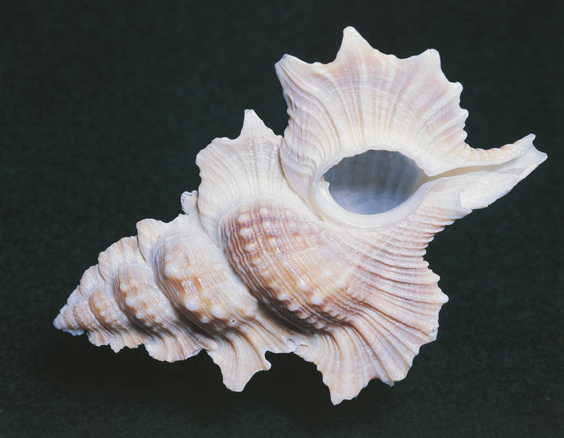 无人,横图,室内,贝壳,象牙,科学,一个,摄影,单个,生物学,彩图,影棚拍摄,动物学