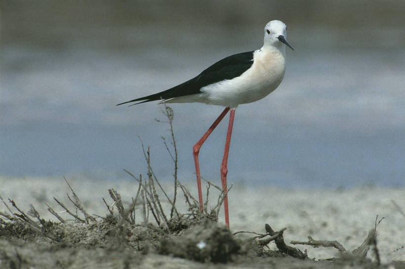 无人,横图,室外,白天,野生动物,科学,鸟类,自然,动物,摄影,环境,生物学,长脚鹬,黑翅长脚鹬,步行,彩图,动物学