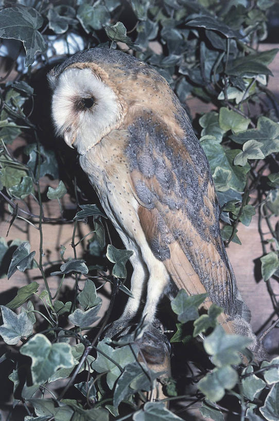 无人,坐,竖图,室外,夜晚,侧面,猫头鹰,野生动物,叶子,照明,科学,鸟类,灯光,枝,灯,自然,动物,灯具,摄影,环境,照亮,生物学,照明设备,闪光灯,谷仓枭,彩图,动物学