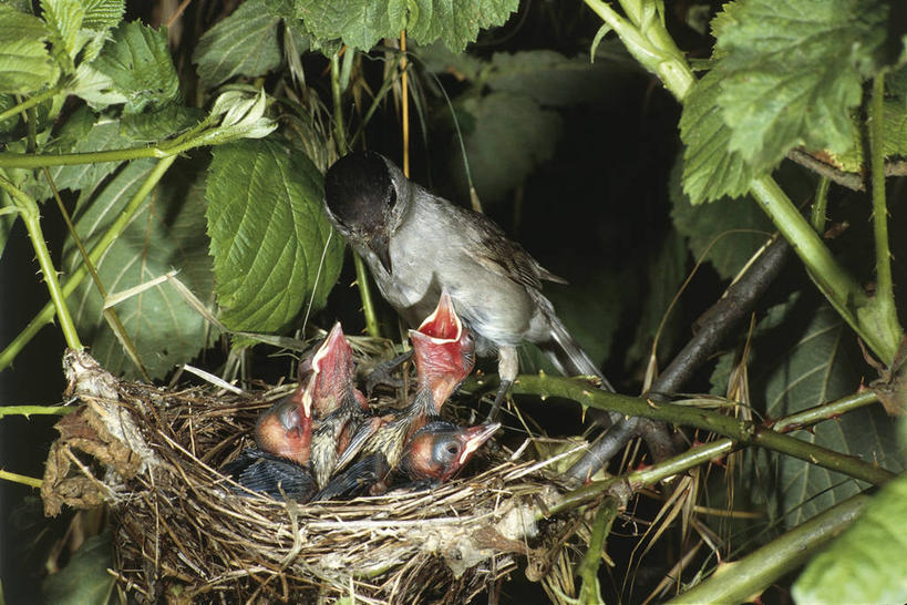 无人,横图,室外,白天,野生动物,叶子,科学,鸟类,鸟巢,树,自然,动物,摄影,栖息,环境,生物学,喂养,鸣鸟,彩图,动物学
