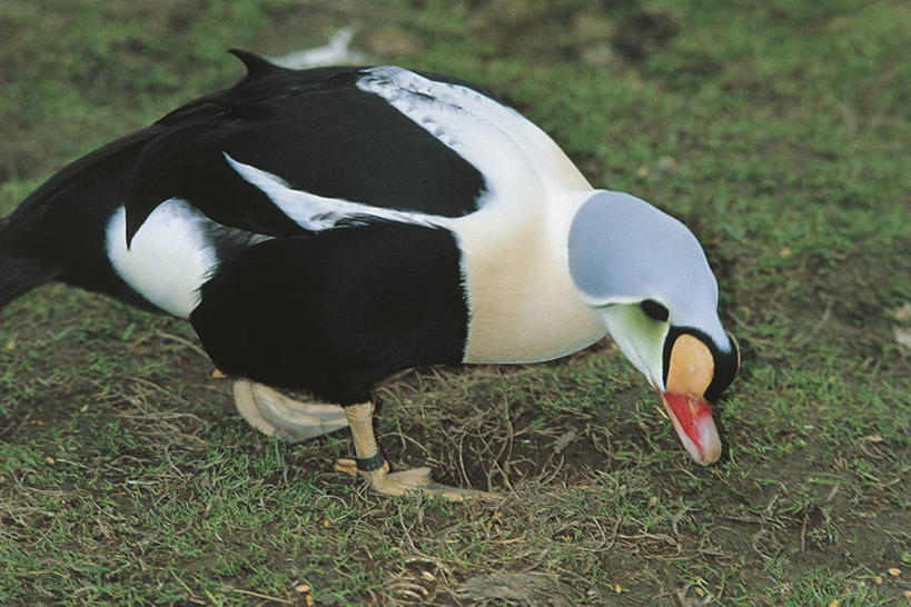 无人,横图,室外,白天,侧面,野生动物,科学,鸟类,草,自然,动物,摄影,环境,水禽,生物学,王绒鸭,绒鸭,彩图,动物学