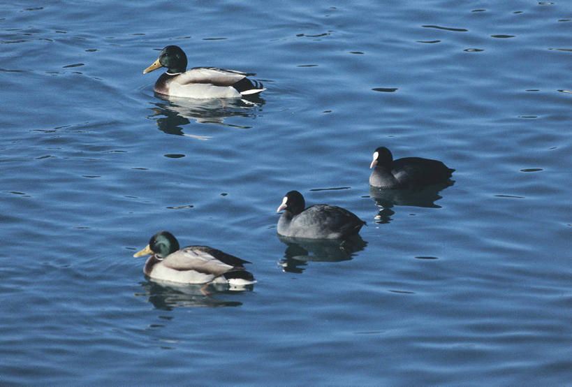 游泳,无人,横图,室外,白天,湖,野生动物,四只,科学,鸟类,鸭子,池塘,自然,摄影,环境,水禽,生物学,黑水鸡,彩图,动物学