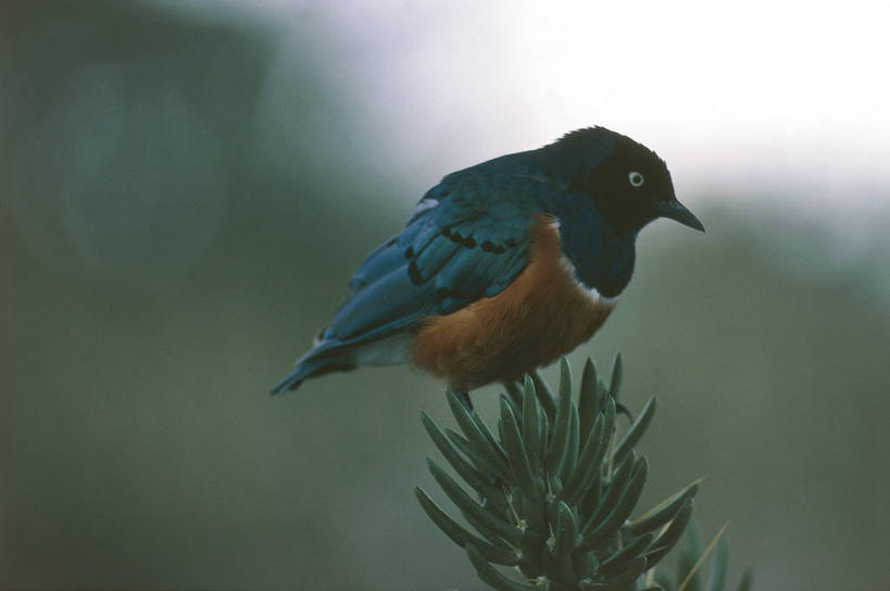 无人,坐,横图,室外,白天,野生动物,科学,鸟类,自然,动物,摄影,栖息,环境,生物学,八哥,常绿树,针叶树,彩图,动物学