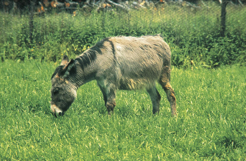 无人,站,吃,横图,室外,白天,侧面,牧场,哺乳动物,马,貘,野生动物,科学,田地,草,自然,动物,运输,摄影,牲畜,环境,生物学,驴,驴子,非洲野驴,彩图,动物学