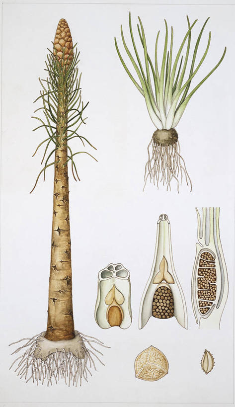 无人,竖图,插画,白色背景,数码,科技,水果,阴影,科学,网络,食品,种子,高光,几何,计算机图形,合成,图画,画,白色,自然,环境,电脑合成图,数码合成图,生物学,孢子,合成图,漫画,写实,具体,具象,彩图