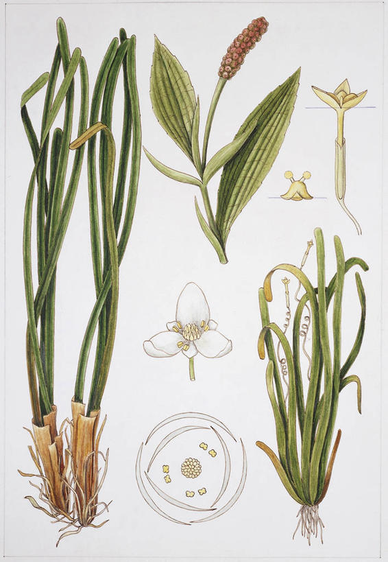 无人,竖图,插画,白色背景,数码,科技,植物,叶子,阴影,科学,网络,高光,几何,计算机图形,合成,图画,画,花,白色,自然,环境,电脑合成图,数码合成图,生物学,孢子,合成图,漫画,写实,具体,具象,彩图