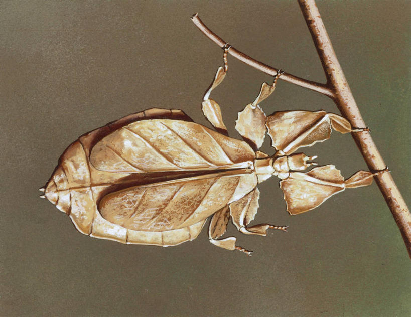 无人,横图,竖图,插画,数码,科技,野生动物,叶子,吊挂,悬挂,阴影,科学,网络,昆虫,枝,高光,几何,计算机图形,挂,合成,图画,画,自然,动物,米色,保护,环境,电脑合成图,数码合成图,生物学,隐藏,合成图,干的,伪装,节肢动物,漫画,写实,具体,具象,嫩枝,彩图,动物学,错觉