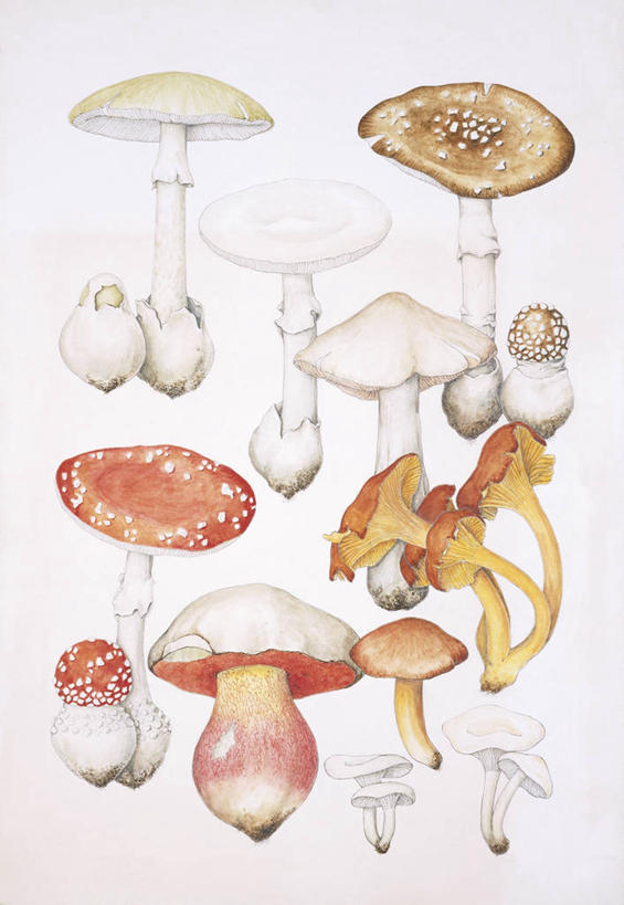 无人,竖图,插画,白色背景,数码,科技,许多,阴影,科学,网络,很多,高光,几何,计算机图形,合成,图画,画,白色,自然,多样,环境,电脑合成图,数码合成图,生物学,合成图,真菌,漫画,写实,具体,具象,毒蘑菇,彩图,动物学