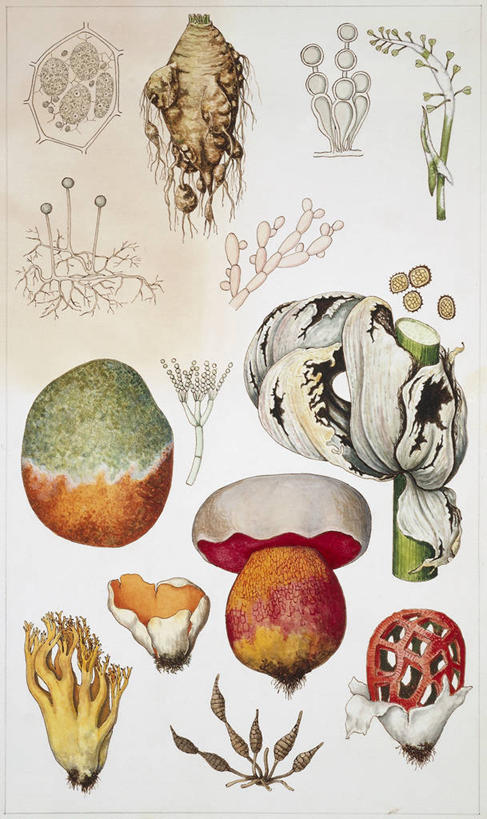 无人,竖图,插画,数码,科技,许多,阴影,科学,网络,很多,高光,几何,计算机图形,合成,图画,画,自然,环境,电脑合成图,数码合成图,生物学,孢子,合成图,漫画,写实,具体,具象,彩图,动物学