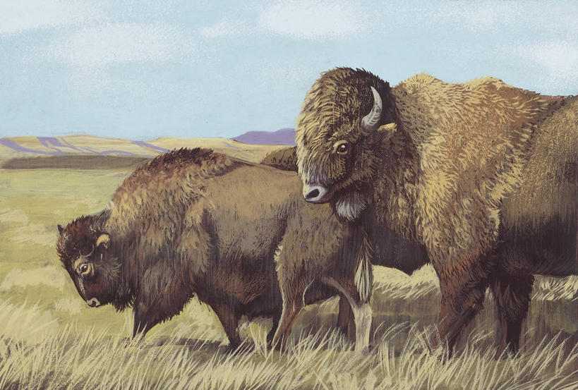 无人,站,横图,插画,室外,白天,侧面,数码,科技,草原,哺乳动物,牛,野生动物,阴影,科学,网络,高光,几何,计算机图形,合成,图画,画,草,自然,动物,两只,环境,电脑合成图,数码合成图,生物学,合成图,美洲野牛,凶猛,漫画,偶蹄目,写实,具体,具象,残暴,凶残,野牛,彩图,动物学