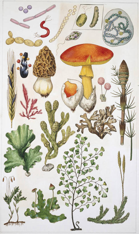 无人,竖图,插画,白色背景,数码,科技,植物,许多,阴影,网络,蘑菇,很多,高光,几何,计算机图形,合成,图画,画,自然,多样,电脑合成图,数码合成图,生物学,合成图,真菌,漫画,写实,具体,具象,毒蘑菇,彩图