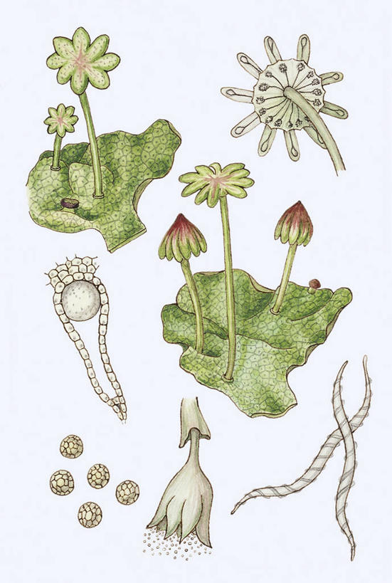 无人,竖图,插画,白色背景,数码,科技,植物,阴影,科学,网络,高光,几何,计算机图形,合成,图画,画,白色,自然,多样,环境,电脑合成图,数码合成图,生物学,孢子,合成图,漫画,写实,具体,具象,彩图