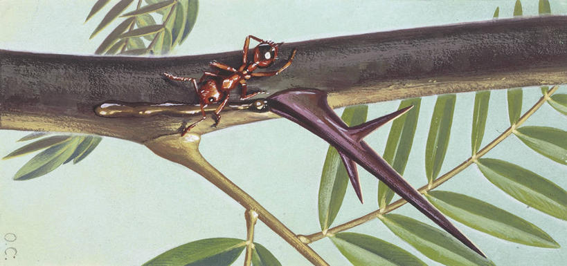 无人,攀登,横图,竖图,全景,插画,数码,科技,野生动物,叶子,阴影,科学,网络,昆虫,蚂蚁,枝,高光,几何,计算机图形,合成,图画,画,树,树干,自然,动物,环境,电脑合成图,数码合成图,生物学,合成图,户外活动,节肢动物,幼虫,漫画,益虫,写实,具体,具象,彩图,动物学,大麻脂