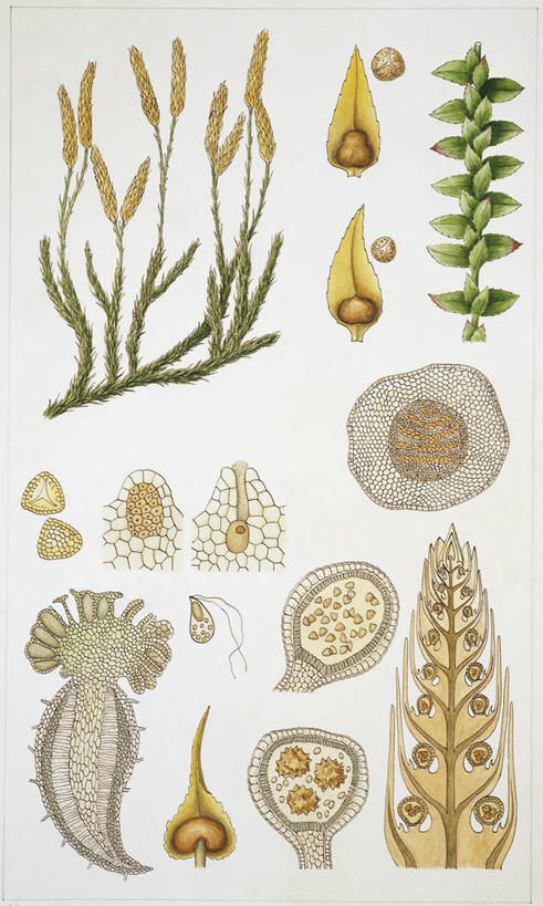 无人,竖图,插画,白色背景,数码,科技,植物,水果,阴影,科学,网络,食品,种子,高光,几何,计算机图形,合成,图画,画,白色,自然,环境,电脑合成图,数码合成图,生物学,孢子,合成图,漫画,写实,具体,具象,彩图