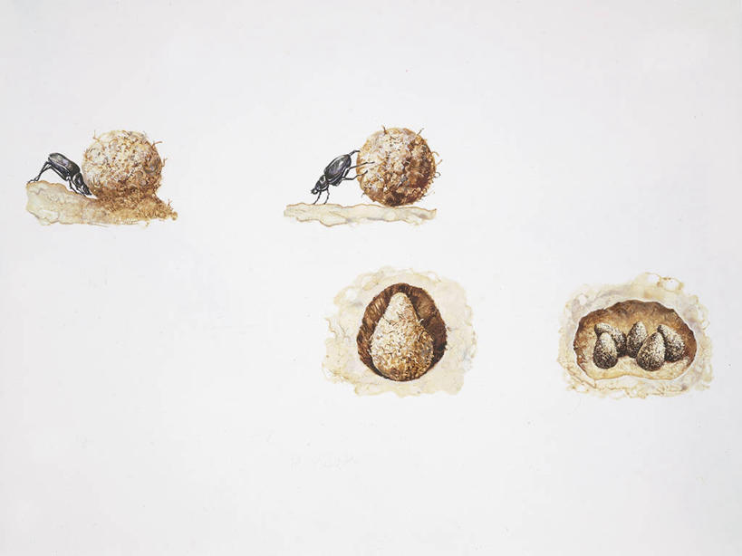 无人,横图,插画,数码,科技,野生动物,阴影,科学,网络,昆虫,天牛,高光,几何,计算机图形,合成,图画,画,自然,动物,两只,环境,电脑合成图,数码合成图,生物学,合成图,甲虫,节肢动物,漫画,写实,具体,具象,圣甲虫,彩图,动物行为,动物学