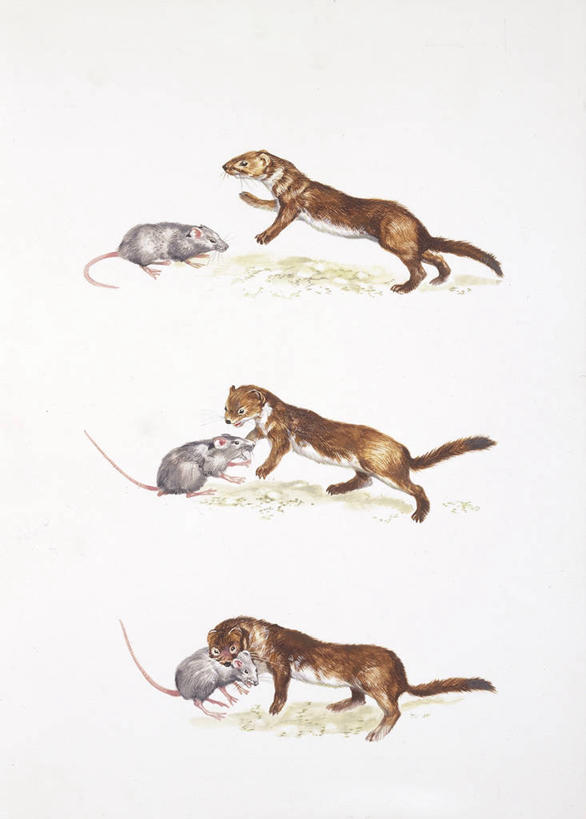 无人,竖图,插画,侧面,数码,科技,哺乳动物,野生动物,阴影,网络,捕食,高光,几何,计算机图形,合成,图画,画,自然,动物,两只,鼠,电脑合成图,数码合成图,生物学,合成图,进攻,漫画,写实,具体,具象,白鼬,彩图,动物学
