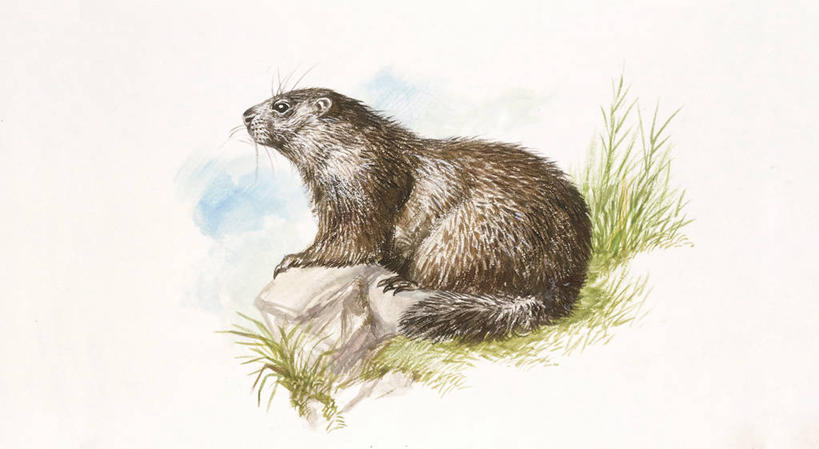 无人,横图,插画,室外,侧面,数码,科技,哺乳动物,野生动物,阴影,科学,网络,高光,几何,计算机图形,合成,图画,画,自然,动物,可爱,活泼,环境,电脑合成图,数码合成图,生物学,合成图,土拨鼠,漫画,旱獭,写实,具体,具象,天竺鼠,岩石,彩图,动物学