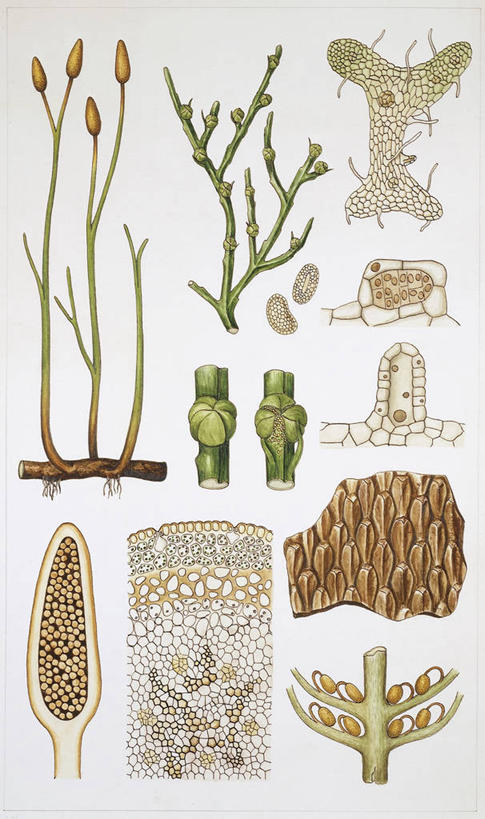 无人,竖图,插画,白色背景,数码,科技,植物,水果,阴影,科学,网络,食品,种子,高光,几何,计算机图形,合成,图画,画,白色,自然,蕨类,环境,电脑合成图,数码合成图,生物学,孢子,合成图,横截面,漫画,写实,具体,具象,彩图