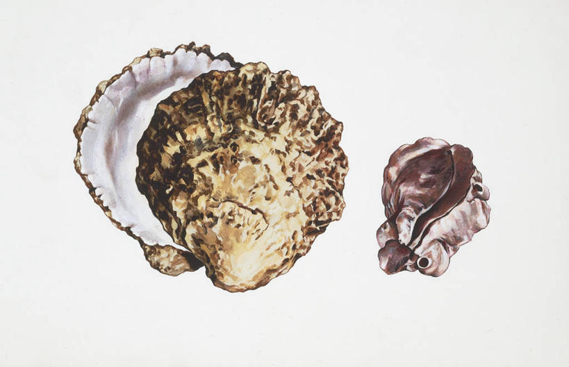 无人,横图,插画,数码,科技,贝壳,阴影,网络,高光,几何,计算机图形,合成,图画,画,动物,两只,软体动物,电脑合成图,数码合成图,生物学,合成图,漫画,写实,具体,具象,彩图,双壳贝,动物学