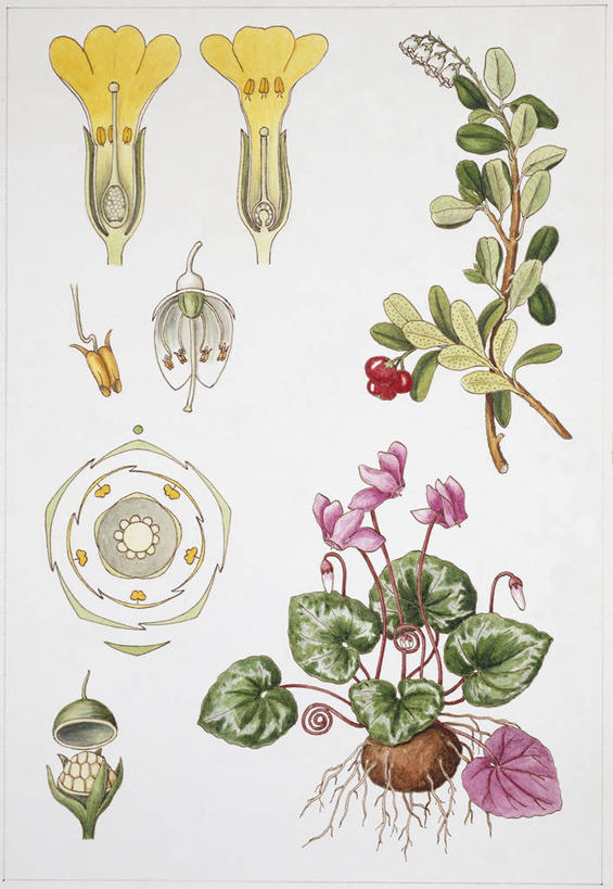 无人,竖图,插画,白色背景,数码,科技,水果,叶子,阴影,网络,高光,几何,计算机图形,合成,图画,画,花,自然,电脑合成图,数码合成图,生物学,孢子,合成图,漫画,写实,具体,具象,彩图