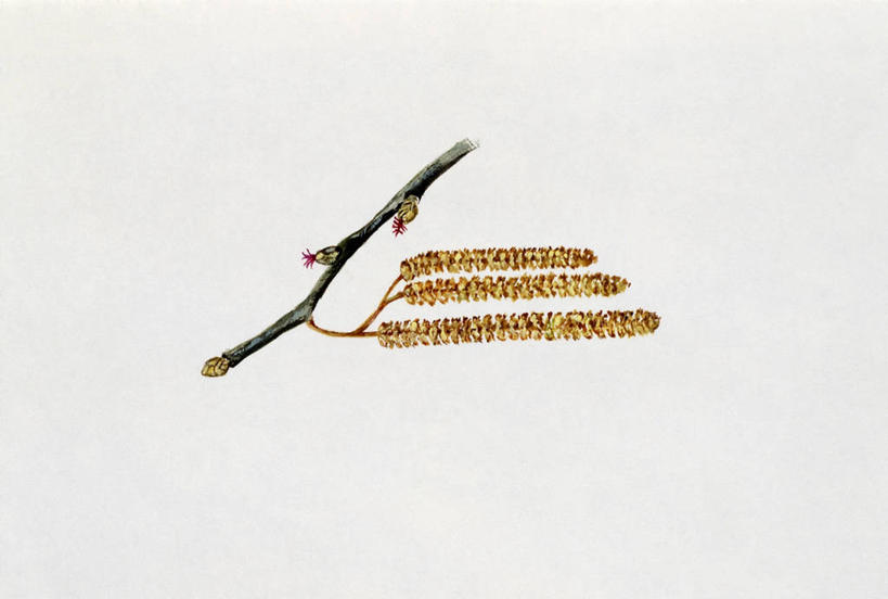 无人,横图,插画,白色背景,数码,科技,植物,阴影,网络,坚果,果实,果树,高光,几何,计算机图形,合成,图画,画,树,树木,一个,绿色,自然,干果,生长,单个,成长,部分,电脑合成图,数码合成图,生物学,合成图,漫画,榛子,写实,具体,具象,山板栗,嫩枝,彩图,花序