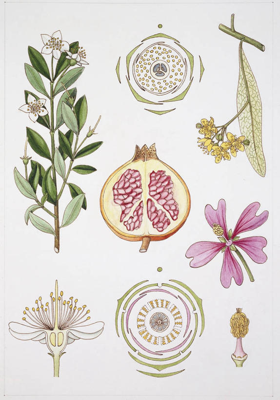 无人,竖图,插画,白色背景,数码,科技,植物,水果,阴影,网络,种子,高光,几何,计算机图形,合成,图画,画,花,自然,电脑合成图,数码合成图,生物学,孢子,合成图,横截面,漫画,写实,具体,具象,彩图