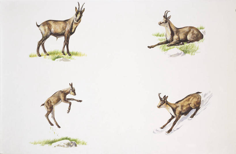 无人,站,躺,跳,横图,插画,侧面,数码,科技,哺乳动物,野生动物,四只,阴影,科学,网络,羚羊,高光,几何,计算机图形,合成,图画,画,自然,动物,环境,电脑合成图,数码合成图,生物学,合成图,漫画,偶蹄目,写实,具体,具象,彩图,动物学,岩羚羊