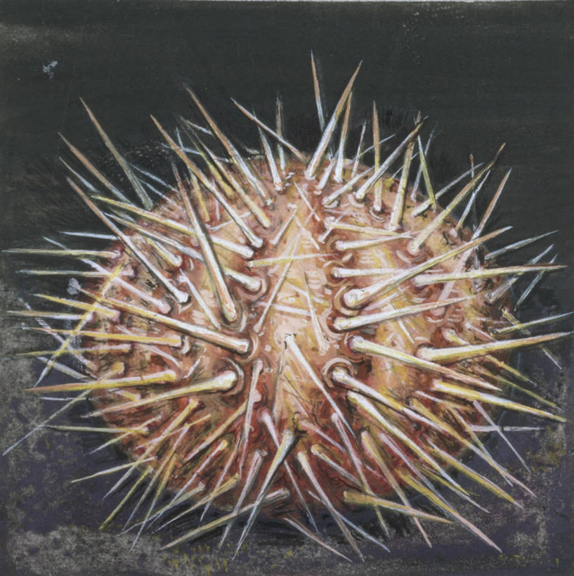 无人,方图,插画,数码,科技,海胆,阴影,网络,高光,几何,计算机图形,合成,图画,画,自然,电脑合成图,数码合成图,锋利,生物学,尖锐,合成图,漫画,写实,具体,具象,彩图,动物学